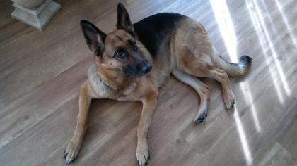 Schäferhund Weibchen abzugeben