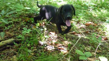 Labrador Welpen aus Österreichischer Familienzucht im Salzkammergut