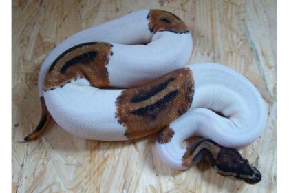 Verkaufe meine Piebald Albino KönigsPython