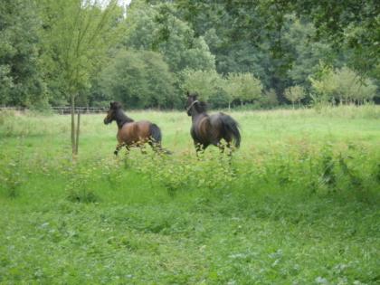 Kleiner privater Offenstall in ruhiger Lage hat noch 1 Platz frei