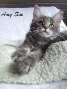. Bezaubernde Maine Coon Kitten in BLUE .