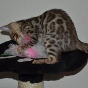 Reinrassige Bengalkitten aus top Verpaarung abzugebe