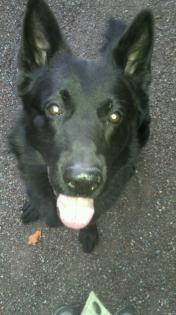 Deutscher Schäferhund 5 Jahre ohne Papiere