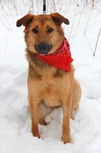 Aktiver Hund 11 Monate aus Russland sucht ein zu Hause