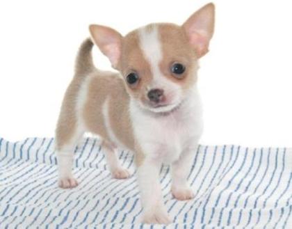 Traumhaft schöne Chihuahuawelpen aus Exclusivzucht
