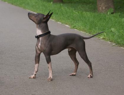 American Hairless Terrier Welpen Nackthund
