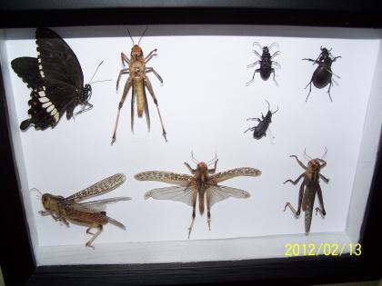 Zu verkaufen ein setzkasten mit präparierten insekten
