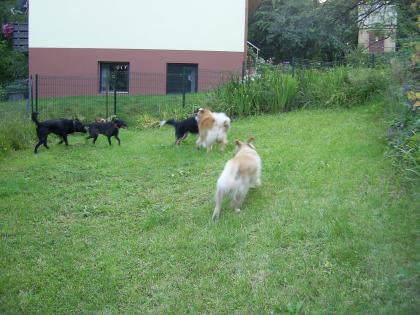 Betreuung Hotel Hundetraining bvl Tierpension Dominik Lang