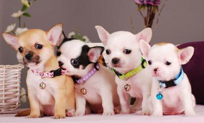 Chihuahuas in Kurz-und Langhaar mit Stammbaum Mikrochip EU- Impfpass