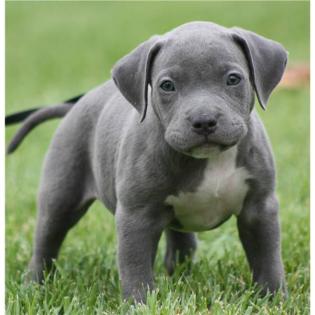 Wunderschöne American Pit Bull Terrier .