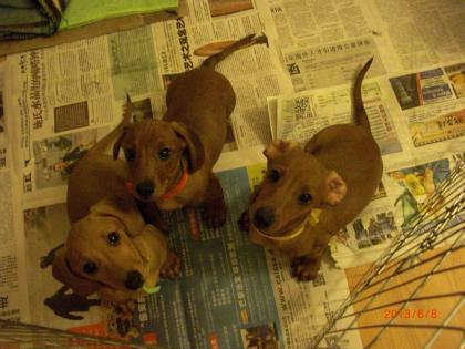 Wunderschöne Dackel Babys suchen liebevolles Zuhause