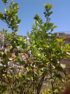 Sanremo Wohnung mit dem Garden
