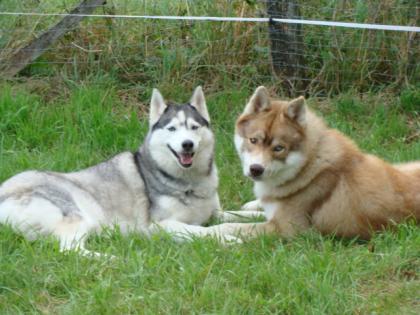 Wir erwarten Mitte Oktober reinrassige Siberian-Husky Welpen aus FCI-Zucht