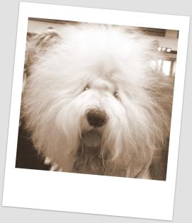 Hundepansion Liebevolle Hundebetreuung in Familie