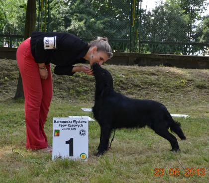Flat coated retriever zucht-u. ausstellungsrüde almanza-zuchtlinie nom bisx2