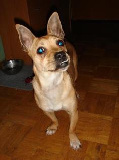 Jasper kleiner Chihuahua Mix Rüde sucht ein Zuhause.