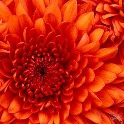 Clivia - bei Kerida Kartenlegen// Hellsehen// Gratisberatung von 15 Minuten