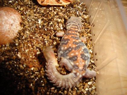 Uromastyx ocellata - geschmückte Dornschwanzagame