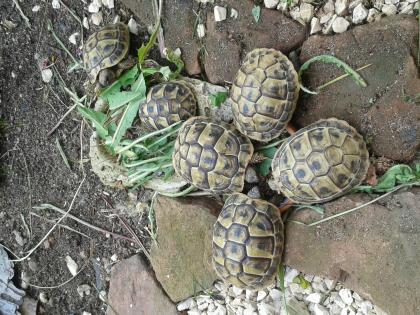 Grieschiche Landschildkröten Nachzuchten THB aus 2022 und 2022