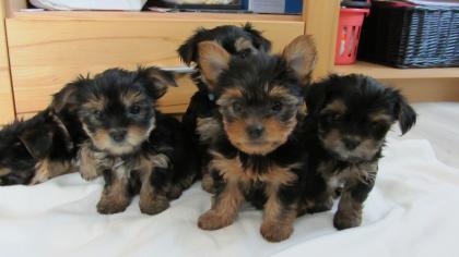 Yorkshire Terrier Welpen