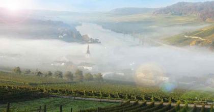 Weinernte Erntehelfer