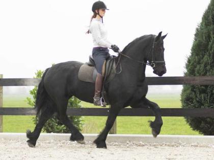 Traumhafter Friesenstute mit tollem Behang