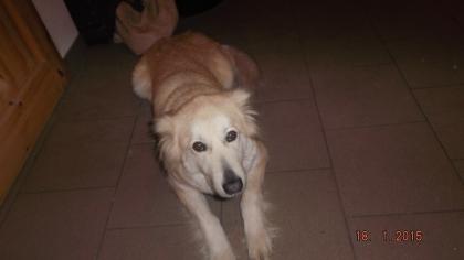 Mischling Huskymischling