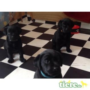 Zuckersüße weiße Labradorwelpen