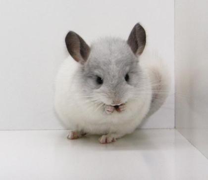 Chinchillas Jungtiere in vielen Farben