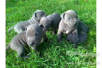 Blueline welpen American Pitbull Terrier 66ss