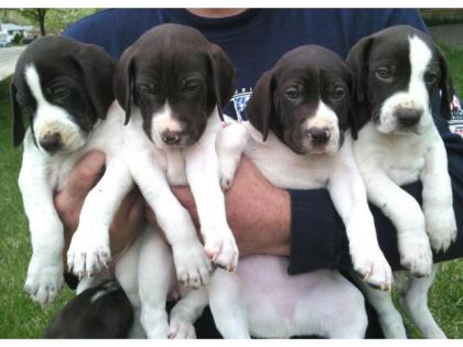 Blueline welpen American Pitbull Terrier