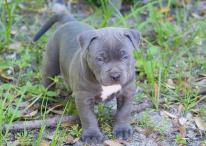 . American Welpen Blue-Line Pit Bull Terrier .