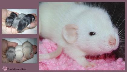3 Wunderschöne Ratten Babys 3 aus Liebhaberzucht