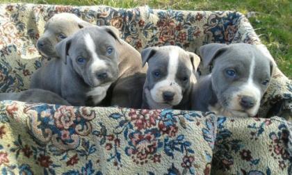 American Welpen Blue-Line Pit Bull Terrier 12 Wochen alt . /