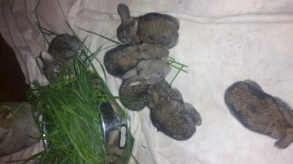 Reinrassige 3 Riesenbabys 3