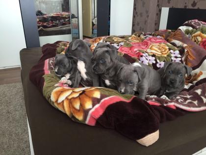 American Welpen Blue-Line Pit Bull Terrier 77ssw.