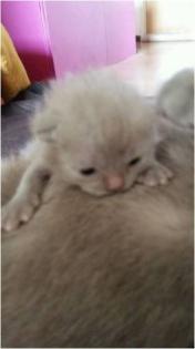 Süßer BKH Kitten junge
