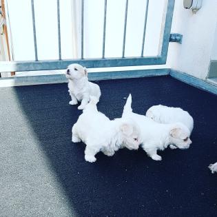 5 malteser-yorki welpen suchen neues zu hause