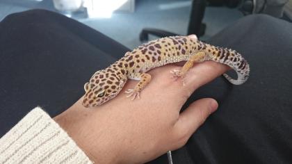 Gecko inklusive Terrarium zu verschenken
