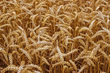 Ackerland Sales Lease-Back- Geschäft in Lettland