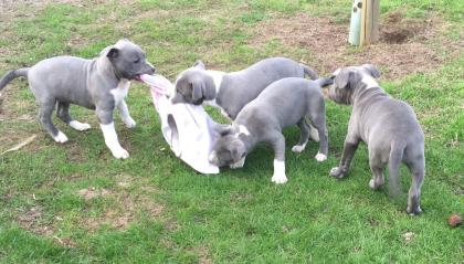 Wunderschöne American Bully XXL Welpen Blueline