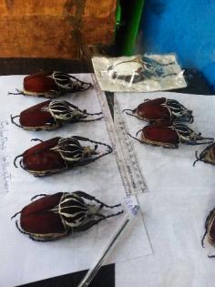 Goliathus quadrimaculatus 110mm
