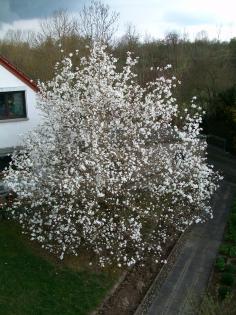Magnoliensamen mit Pflanzanleitung