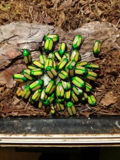 Rosenkäfer Chlorocala africana subsuturalis L3 Larven