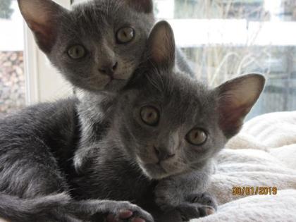 Korat-Kätzchen Rasselbande geboren 02. 12. 2022