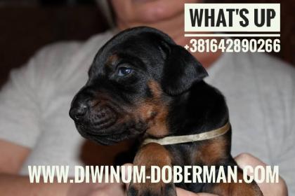 Dobermann Welpen Kupiert