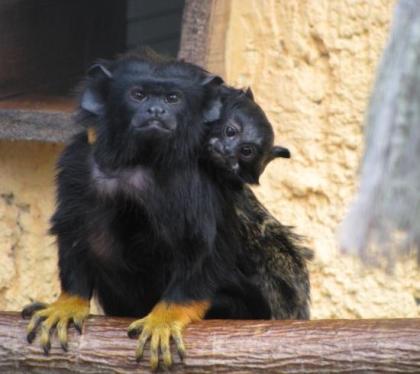 2 junge Rothandtamarine Saguinus midas zu verkaufen