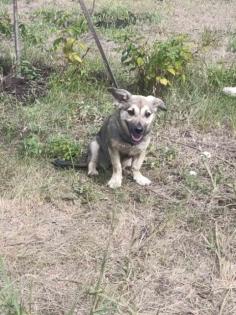 Mona - Tierschutz SOS hübsches Welpenkind Mona in Gefahr an der Ukrainischen F