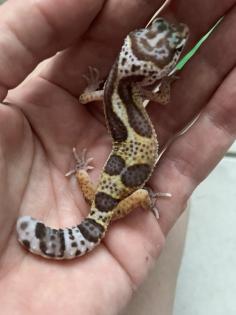 0. 1 Aptor Het Diablo Blanco Leopardgecko Weibchen Enz 23 abzugeben Übergabe Hamm möglich
