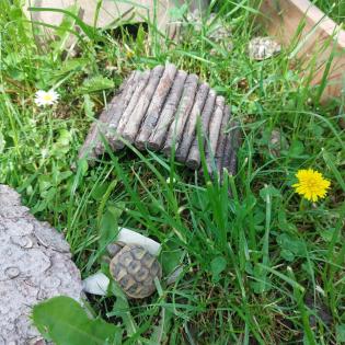 Griechische Landschildkröten/ Testudo hermanni NZ 2022/2021